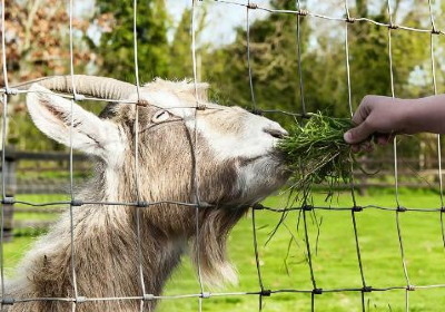 Clonfert Pet Farm