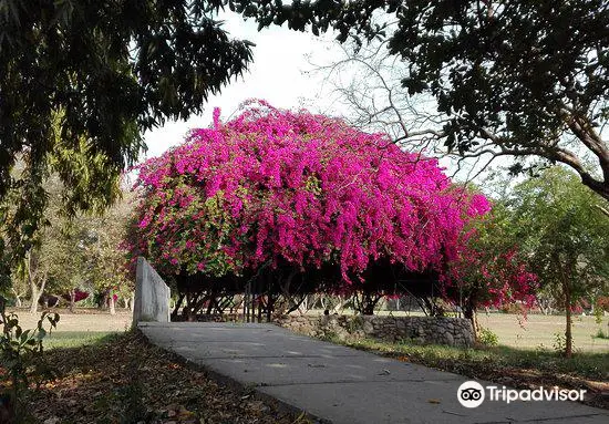 Bougainvillea Garden