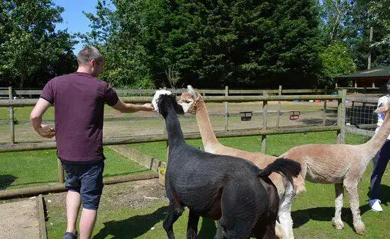 Hotels near Trelawn Alpacas