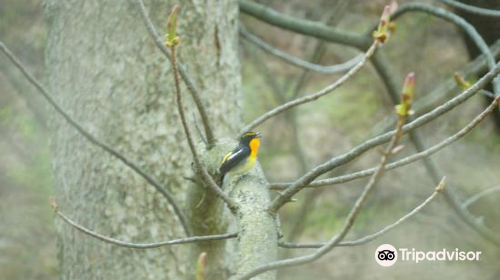 軽井沢野鳥の森