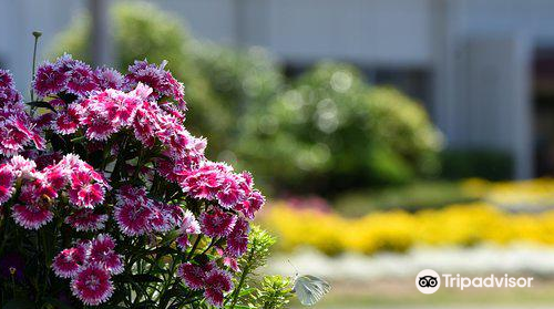 Sunport Rose Garden