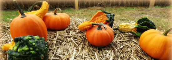 Sauchuk Farm & Corn Maze