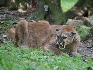 West Virginia State Wildlife Center