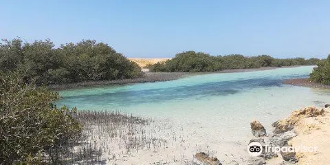 Mangrove Beach