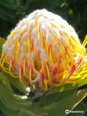 UC Santa Cruz Arboretum & Botanic Garden