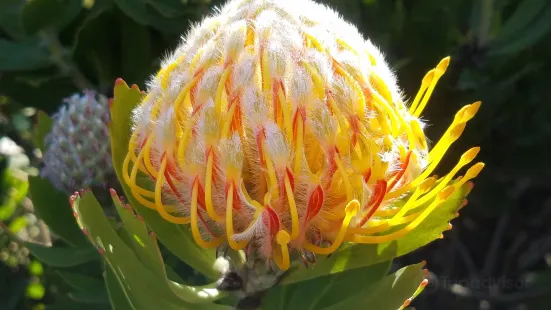 UC Santa Cruz Arboretum & Botanic Garden