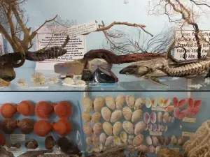 Griffiths' Sea Shell Museum & Marine Display