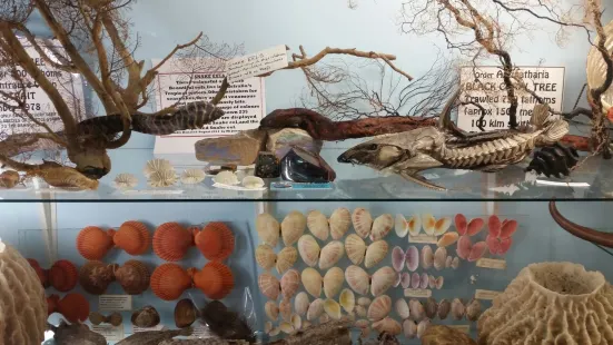 The Griffiths Sea Shell Museum and Marine Display