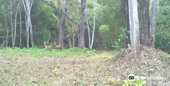 Thungyai - Huai Kha Khaeng Wildlife Sanctuaries