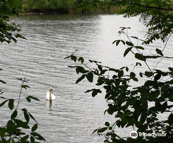 Brent Reservoir (Welsh Harp) Canalside