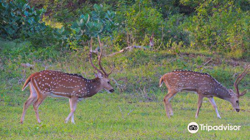 Nimsara Yala Safari