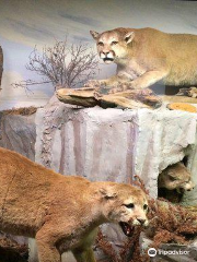 The Den - Jasper's Wildlife Museum