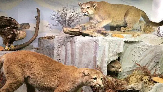 The Den - Jasper's Wildlife Museum