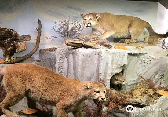 The Den - Jasper's Wildlife Museum