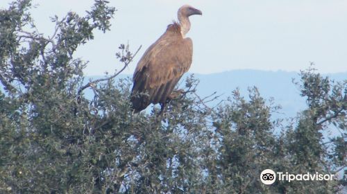 Centro Andaluz de la Fauna Salvaje