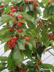 Konno Fruits Gaden