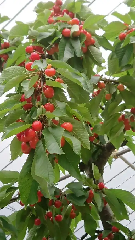 Hotels near Konno Fruits Gaden