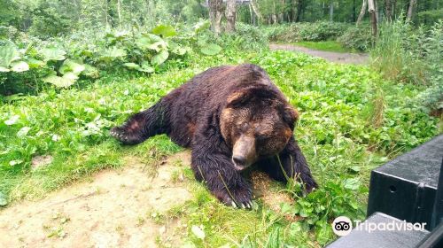 Sahoro Bear Mountain