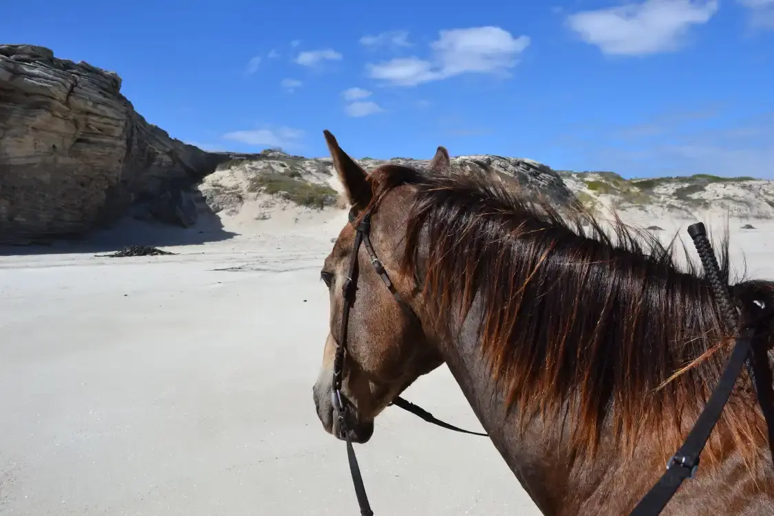 Hotels near Grootbos Private Nature Reserve