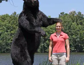 Bear-Ology