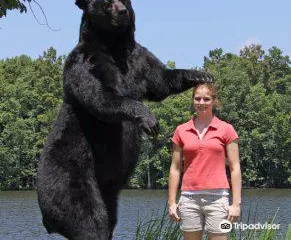 Bear-Ology Black Bear Museum