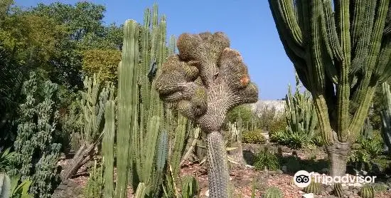 Cactus Garden Sailana