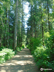 Beaver Lodge Forest Land