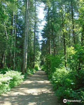 Beaver Lodge Forest Land