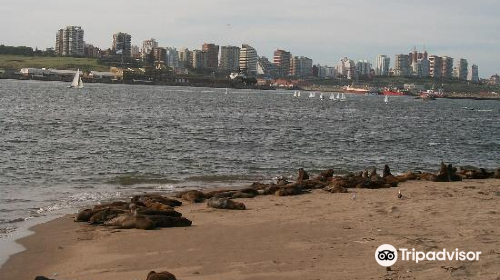 Reserva de Lobos Marinos