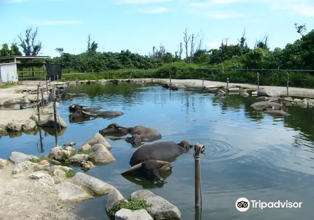 Subtropical Plant Paradise Yubujima Island