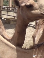 Royal Camel Farm