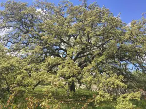 Quercia Vallonea