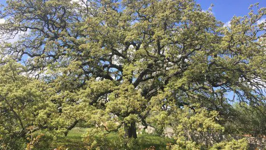 Quercia Vallonea