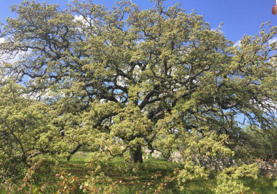 Quercia Vallonea