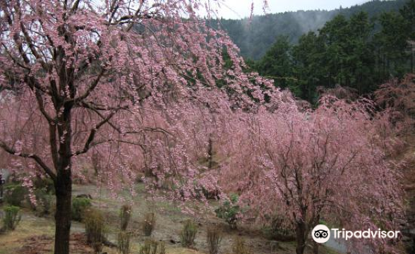 ここは桃源郷🌸一度は訪れたい絶景🌸高見の郷🥰 | Trip.com 東吉野村