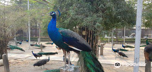 Sam Phran Peacock Park