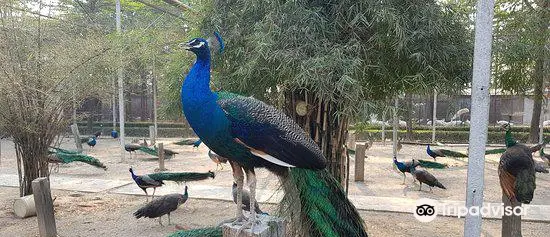 Sam Phran Peacock Park