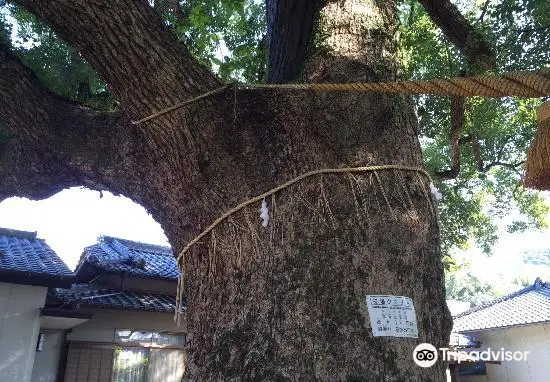 Exposed Camphor Tree