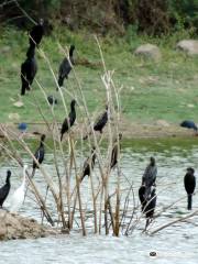 ベロード鳥類保護区