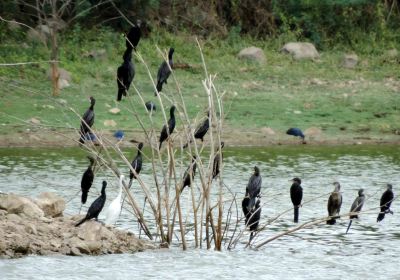 Vellode Bird Sanctuary