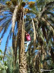 Eden Palm Tresors de l'Oasis