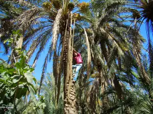 Eden Palm