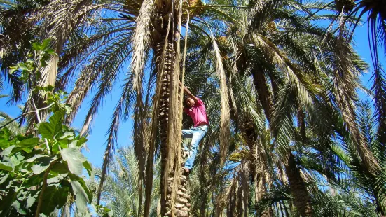 Eden Palm Tresors de l'Oasis