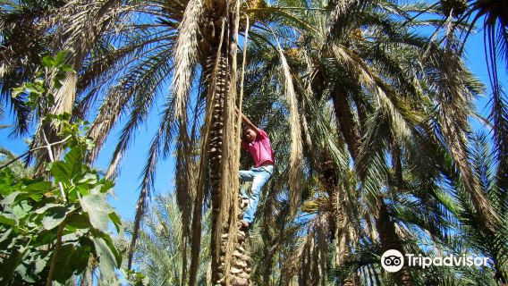 Eden Palm