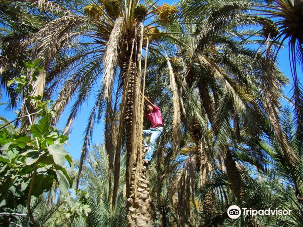 Eden Palm