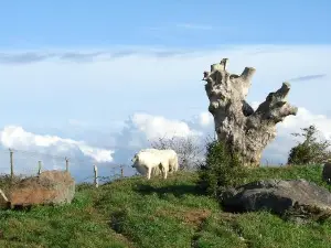 Natur'Zoo De Mervent