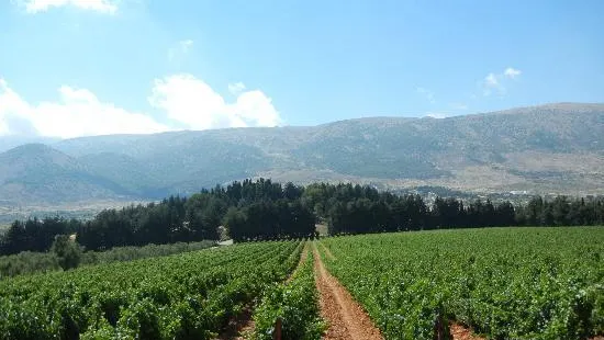 Chateau kefraya winery