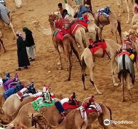 Camel Souk