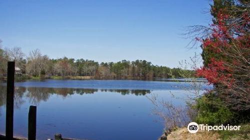 Wharton State Forest