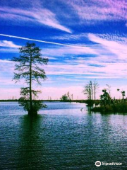 Great Dismal Swamp National Wildlife Refuge